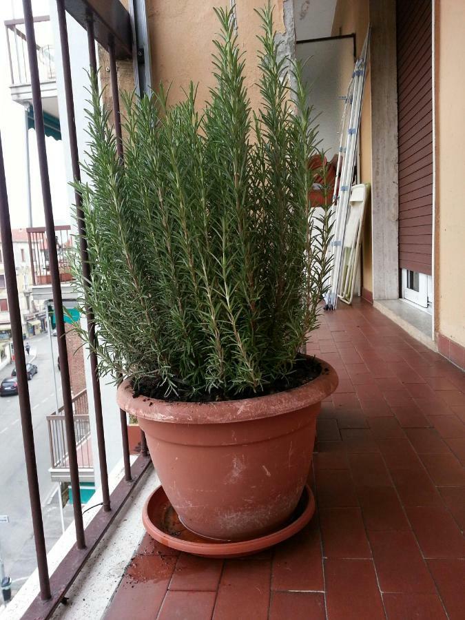 La Via Per Milano Hotel Vigevano Bagian luar foto